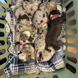 Australian Shepherd Puppies from Aussie Tree-O