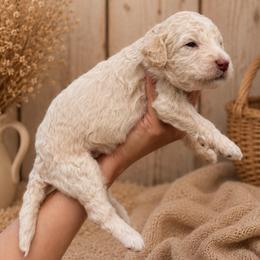 Benedict Bridgerton - White male Poodle puppy in Spring Hills, Florida from The Olympus Standard Poodle
