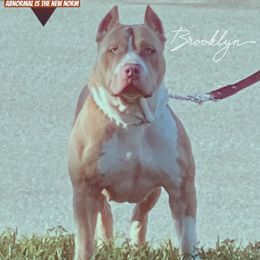 Brooklyn - American Bully