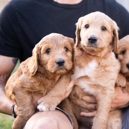 Goldendoodles from Twin Valley Goldendoodles