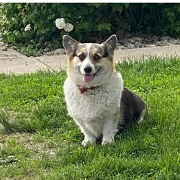 Edgewoods Timwillows Mable - Black and tan female Pembroke Welsh Corgi puppy in Urbana, Ohio from Edgewood Farm and Kennel