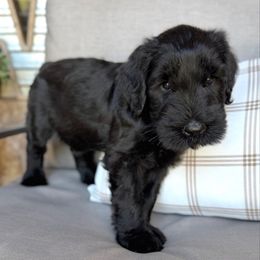 Honey - Black female Giant Schnauzer puppy in Collinsville, Mississippi from Hillside Kennels