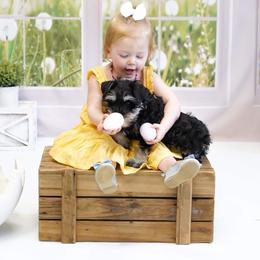 Miniature Schnauzer Puppies from A'Lord Miniature Schnauzer