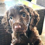 Girl black - Liver female Boykin Spaniel puppy in Dublin, Georgia from Ashcraft's Boykin Spaniels
