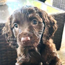 Girl black - Liver female Boykin Spaniel puppy in Dublin, Georgia from Ashcraft's Boykin Spaniels