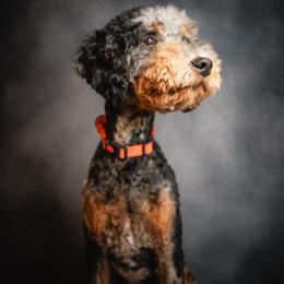 Woody - Bernedoodle