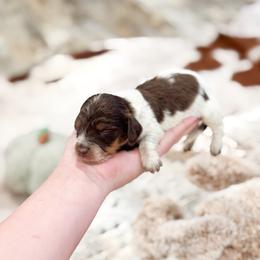 Tucker (longhaired choc pi) - Chocolate and tan male Dachshund puppy in Salters, South Carolina from Long-Pine Dachshund