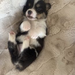 Pablo - Black and tan male American Corgi puppy in Paradise, Texas from Bar S Corgis