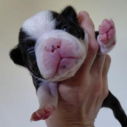 Murdock - Black brindle and white male Boston Terrier puppy in Star, North Carolina from Meatloaf's Bostons Family