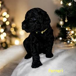 Ferrari - Black male Goldendoodle puppy in Sanderson, Florida from Serenity Goldendoodles