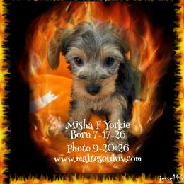 Misha F Yorkie - Black and gold female Yorkshire Terrier puppy in Silverhill, Alabama from Malteseuluv’s Tiny Treasurers