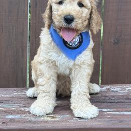 Lucky Country Gus - Apricot male Australian Labradoodle puppy in Wake Forest, North Carolina from Lucky Country Labradoodles