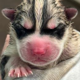 Male 1 - Gray and white male Siberian Husky puppy in Virginia from WJKennels