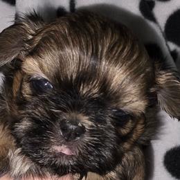 Girl  1 D - Red and tan female Shih Tzu puppy in Buxton, Maine from Shih Tzu Junction