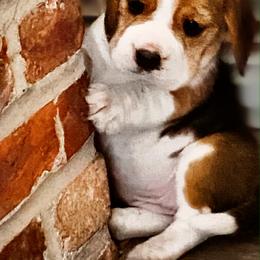 Beagle and German Shepherd Puppies from Synastry Beagles