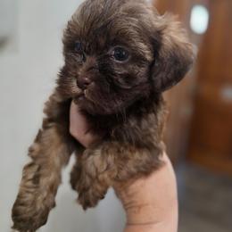 Teddy - Chocolate male Shih Tzu puppy in Muscatine, Iowa from Prairie Creek Puppies