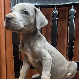 Vito - Silver male Great Dane puppy in Florida from Beachside Kennels