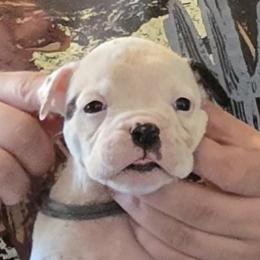 Rolo (White, Ear Patch) - White male American Bulldog puppy in Three Rivers, Michigan from Jemms Kennels