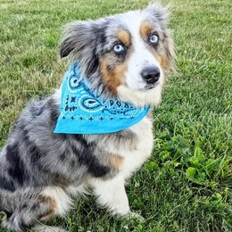 Fancy - Miniature Australian Shepherd