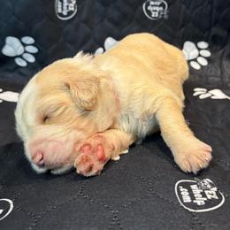 BLOSSOM - Fawn and white female Sheepadoodle puppy in Riverside, California from Downtown Doodles & Frenchies