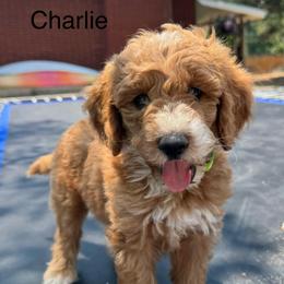 Charlie - Red  male Goldendoodle puppy in Golden, Colorado from Golden Mesa Doodles