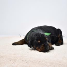 Male 7 - Black and rust male Doberman Pinscher puppy in Spokane Valley, Washington from Black Star Dobermans