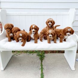 Cavapoo puppies from Wonderful World Doodles