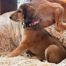Diyan - Red Collar - Red male Saluki puppy in Los Angeles, California from Srinagar Salukis