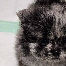Cindy Lou - Blue merle Pomeranian puppy in Colton, Oregon from Shelli’s Pampered Poms
