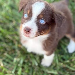 Red tri 1 - Red tri-color female Miniature American Shepherd puppy in Osco, Illinois from Sonnenhügel Kennel, LLC