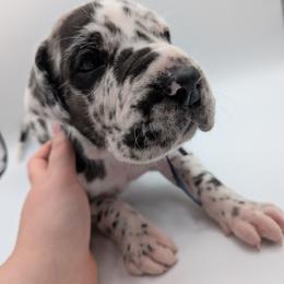 Jasper - Harlequin male Great Dane puppy in Milford, Pennsylvania from R&R Breeding and Pet Care
