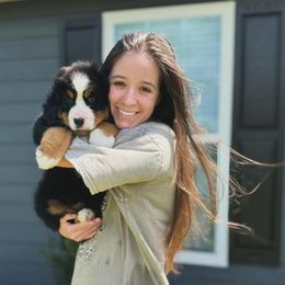 Bernese Mountain Dog Puppies from Faith’s Bernese