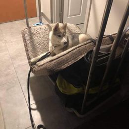 Siberian Husky Puppies from Collusion Siberian’s