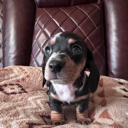 Yellow Boy - Dapple male Dachshund puppy in Waukegan, Illinois from Rolling and Howling Basset Hounds and Dachshunds