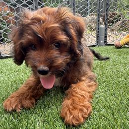Sherry - Sable female Cockapoo puppy in Williamston, South Carolina from Sassy Bob’s Dogs