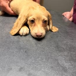 Leiha - Cream female Dachshund puppy in Magnolia, Texas from Carrie’s Countryside Dachshunds