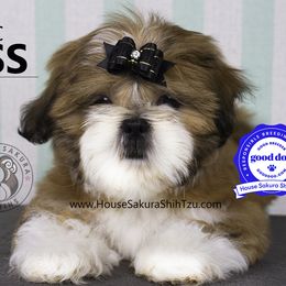 Shih Tzu Puppies from House Sakura Shih Tzu