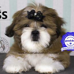Shih Tzu Puppies from House Sakura Shih Tzu