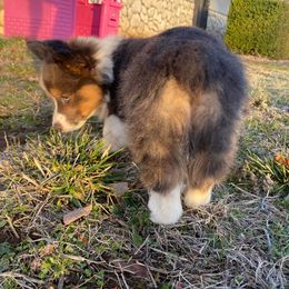 American Corgi and Pembroke Welsh Corgi Puppies from Beebe’s Corgis