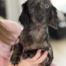 Willow - Dachshund