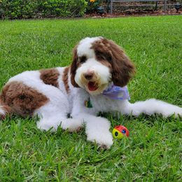 Goldendoodle, Poodle, and Sheepadoodle All Grown Up from Brewer's Goldendoodles & Sheepadoodles