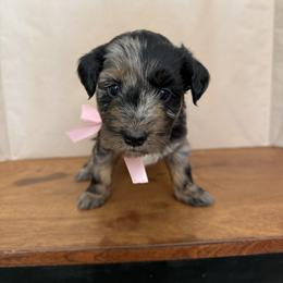 Valentine - Blue merle female Aussiedoodle puppy in Eastland, Texas from H5 Mini Doodles
