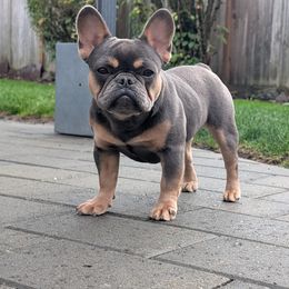 Lola - Tricolors female French Bulldog puppy in Battle Ground, Washington from Ferguson's Bulldogs
