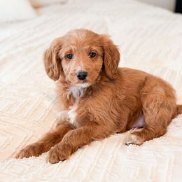 Christmas Tree - Red  male Goldendoodle puppy in Sallisaw, Oklahoma from Huddle Puppies
