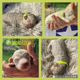Poodle and Whoodle Puppies from Kalin’s K9s