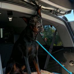 Arlo - Black and rust male Doberman Pinscher puppy in Lake City, Florida from Paintedcrazy Doberman Pinchers