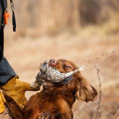 English Cocker Spaniel All Grown Up from SunSage Sporting Dogs