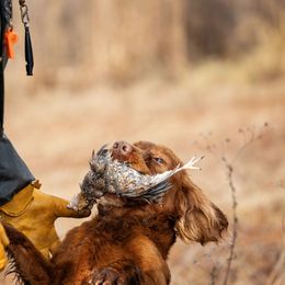 English Cocker Spaniel All Grown Up from SunSage Sporting Dogs