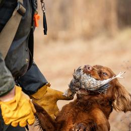 English Cocker Spaniel All Grown Up from SunSage Sporting Dogs