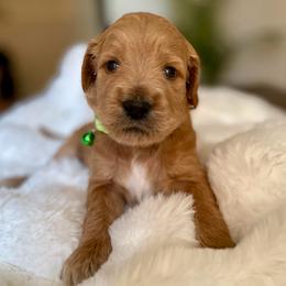 Mikey - Apricot male Australian Labradoodle puppy in San Antonio, Texas from I Love U Back Labradoodles, LLC